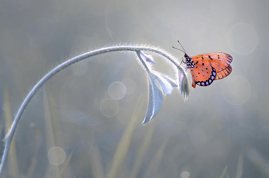 Butterfly Photograph - Beautiful Butterfly by Edy Pamungkas