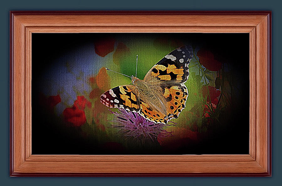 Beautiful Butterfly Visitor by Clive Littin Beautiful Butterfly Visitor by Clive Littin