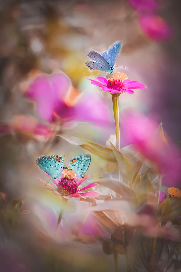 Beautiful Butterfly Photograph by Wardy Younk - Fine Art America