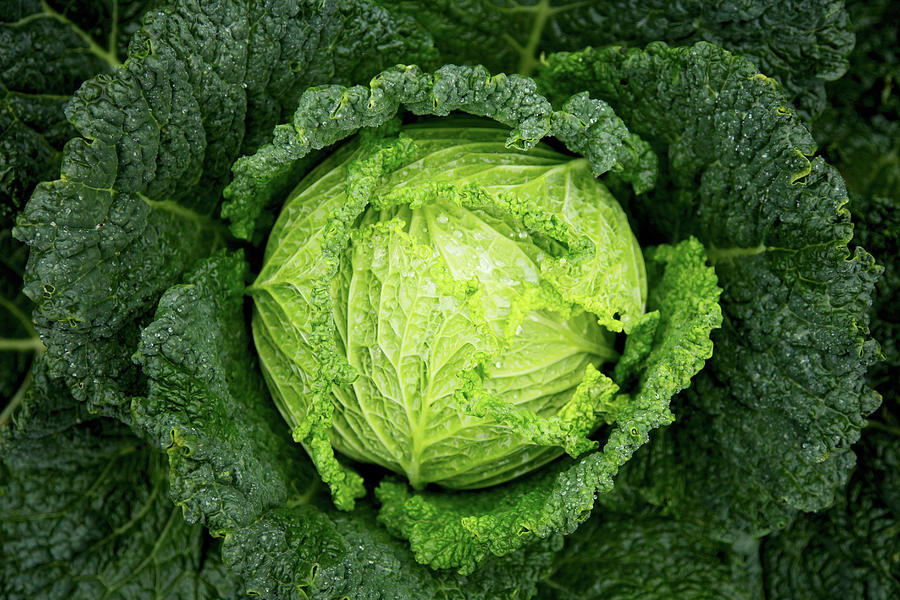 Beautiful Cabbage Photograph by Albert Gonzalez