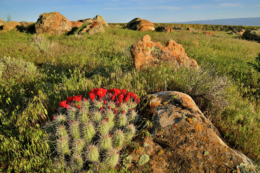 Beautiful Cacti Bloom at Book Cliffs Desert Photograph by Ray Mathis