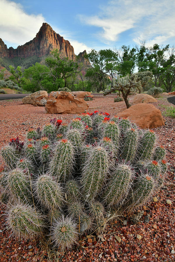 Beautiful Cacti in Zion National Park Photograph by Ray Mathis