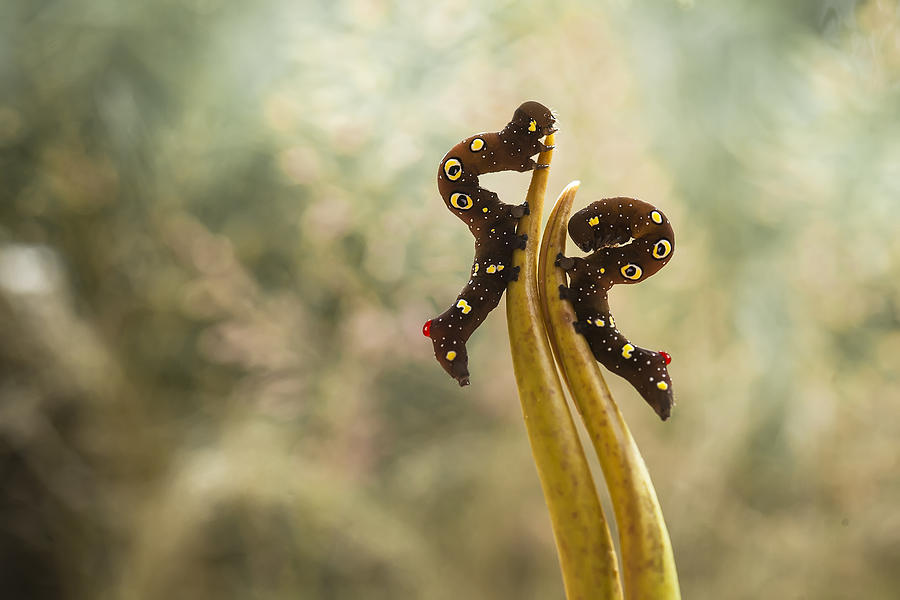 Macro Photograph - Beautiful Caterpillars by Abdul Gapur Dayak