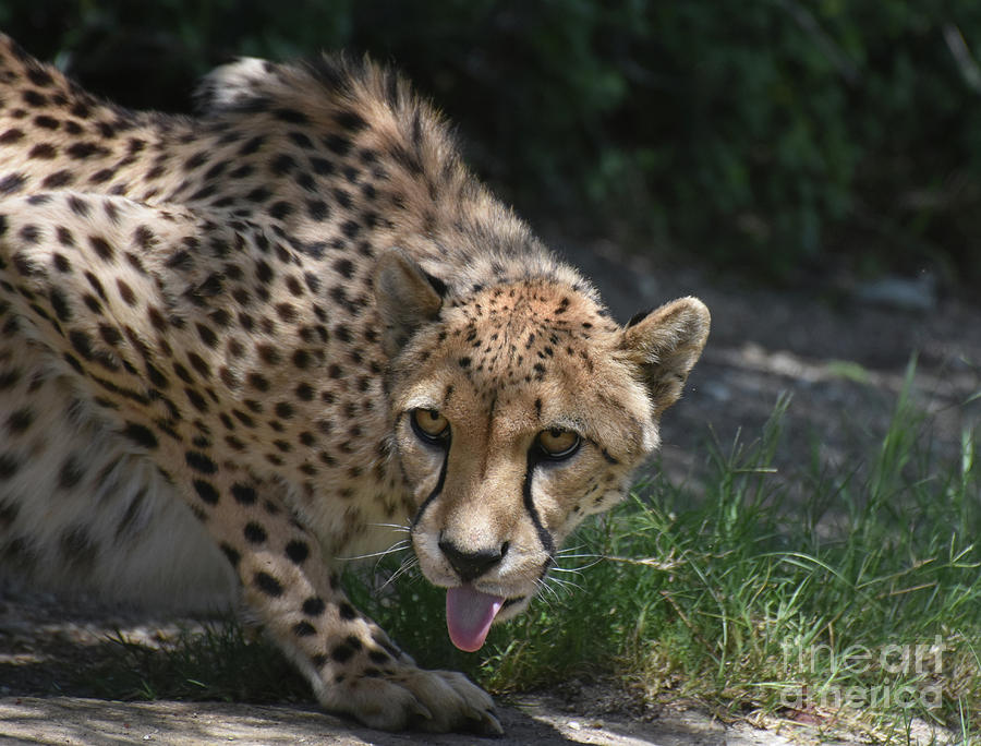 Cheetah Tongue Up Close