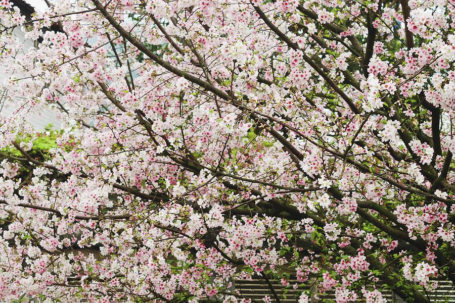 Beautiful cherry blossom sakura in Tianyuan Temple,Taiwan Photograph by ...