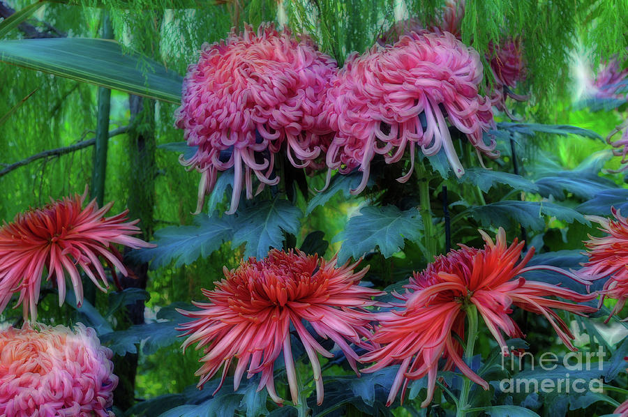 Beautiful Chrysanthemums Photograph by Elaine Manley