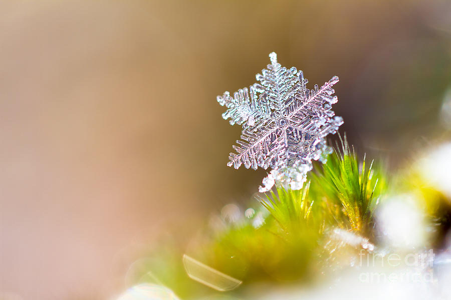 beautiful snowflake photography
