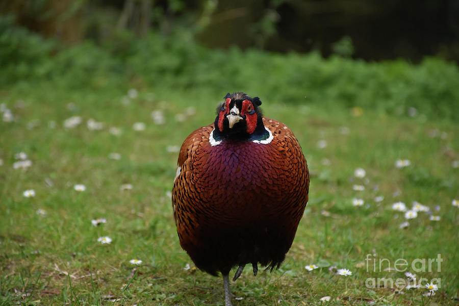 Pheasant Photograph - Beautiful Close Up of a Large Male Pheasant by DejaVu Designs