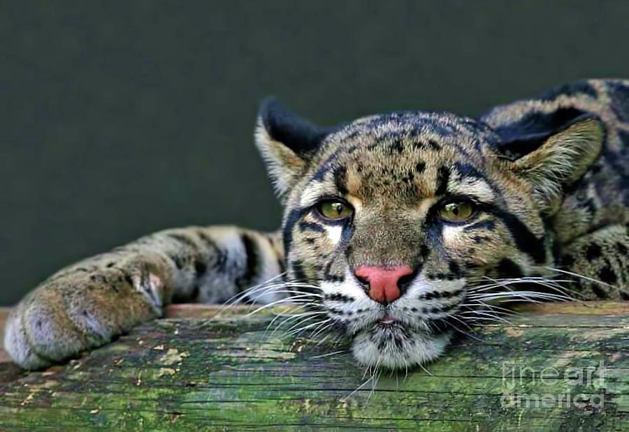 Beautiful Clouded Leopard Photograph by D Hackett