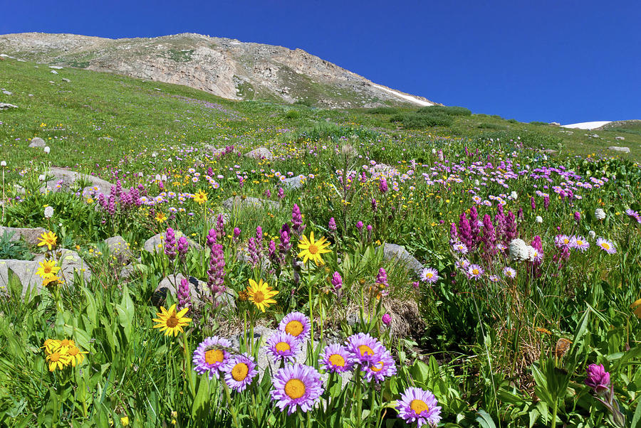 Beautiful Colorado Alpine Wildflower Landscape Photograph by Cascade Colors