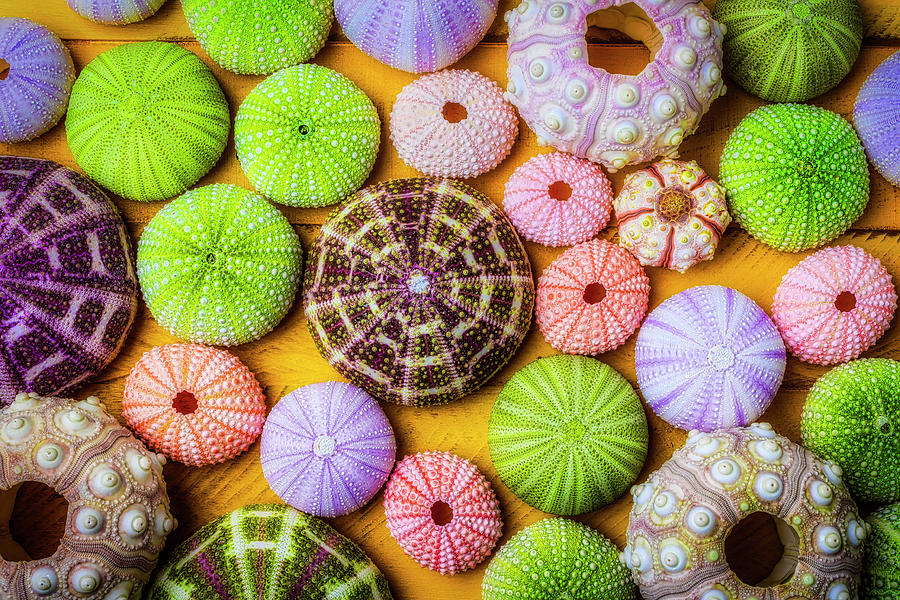 Beautiful Colorful Sea Urchins Photograph by Garry Gay