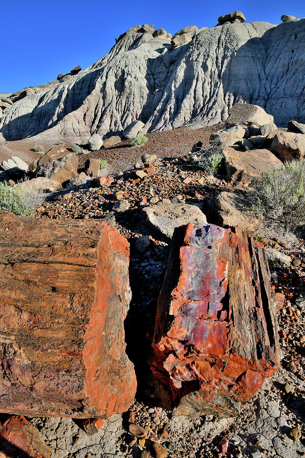 Beautiful Colors in Petrified Wood of Jasper Forest Photograph by Ray Mathis