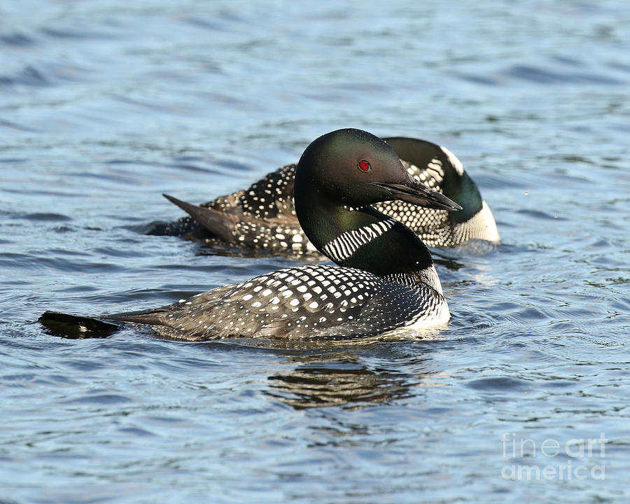 Beautiful Common Loons Photograph