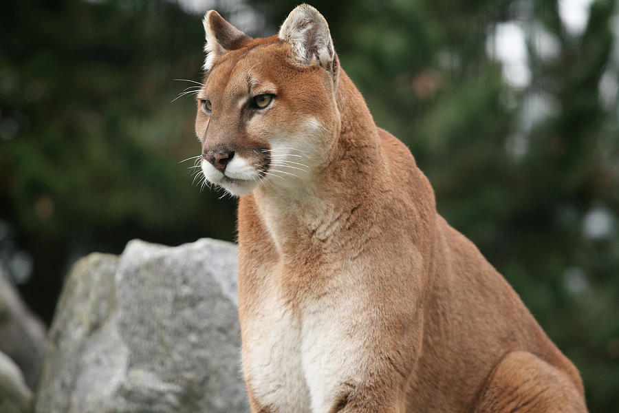 Wildlife Photograph - Beautiful Cougar by David Jenkinson