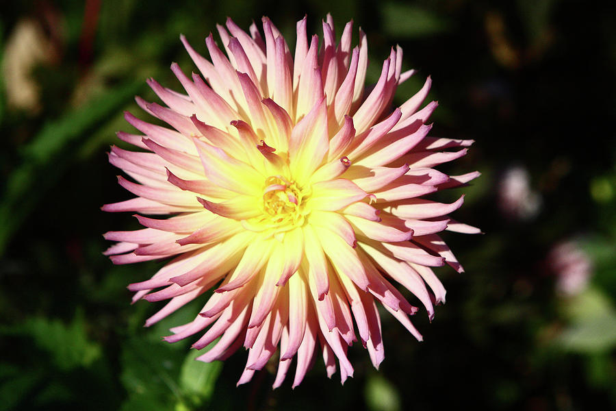 Pink Dahlia Flower Photograph