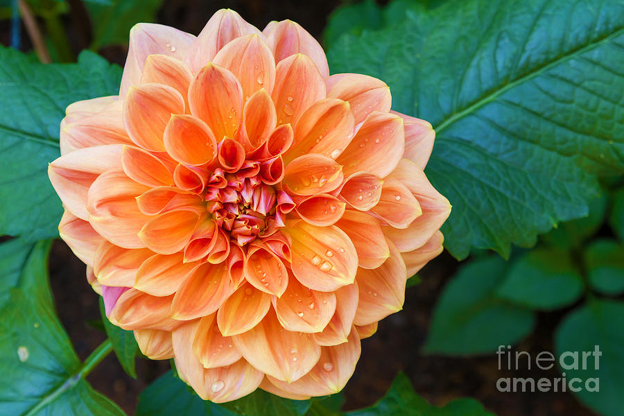 Summer Photograph - Beautiful Dahlia Flower And Water Drop by Luckypic Summer Photograph - Beautiful Dahlia Flower And Water Drop by Luckypic