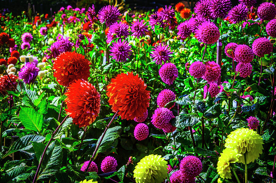 Beautiful Dahlia Garden Photograph by Garry Gay