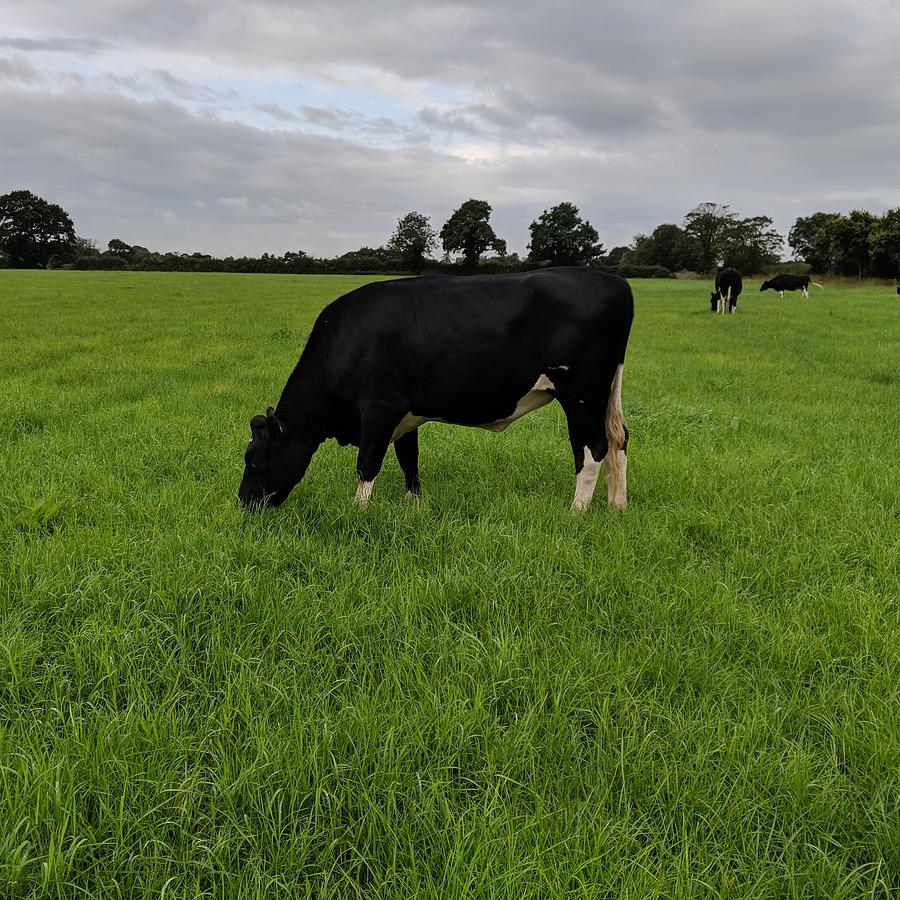 Beautiful Dairy Heifer by Samuel Pye Beautiful Dairy Heifer by Samuel Pye