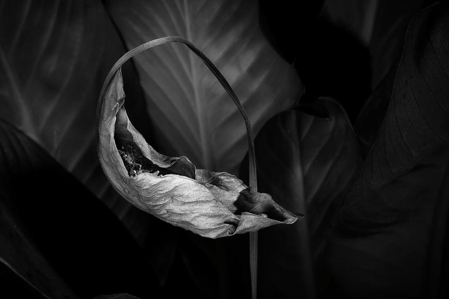 Black And White Photograph - Beautiful Decay by Tom Mc Nemar