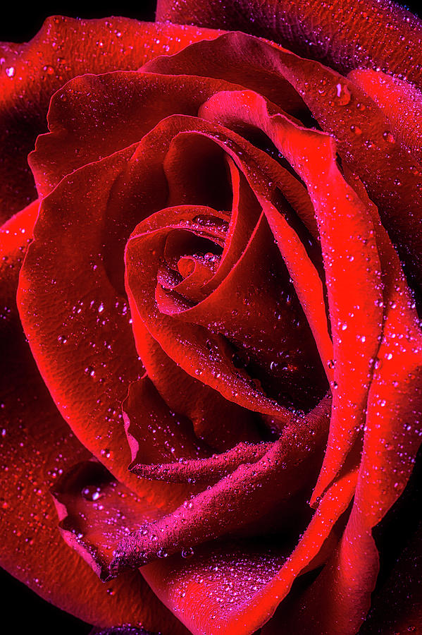 Beautiful Dew Covered Red Rose Photograph by Garry Gay