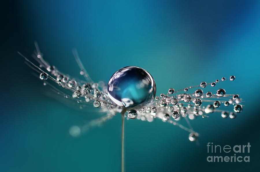 rıhtım Çünkü amatör  Beautiful Dew Drops On A Dandelion Seed Photograph by Ledyx