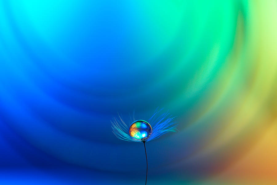 Beautiful Droplet Photograph by Soramamecamera