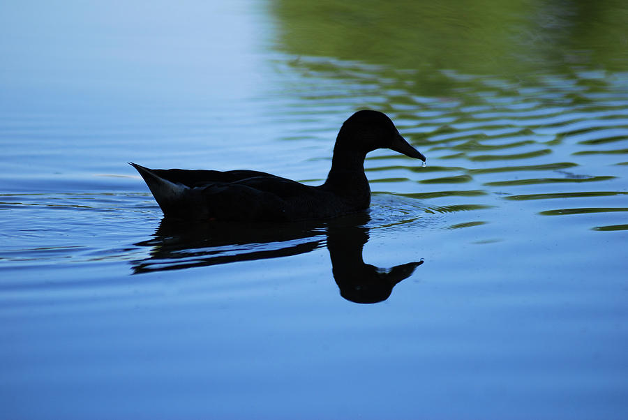 Beautiful Duck Silhouette Photograph