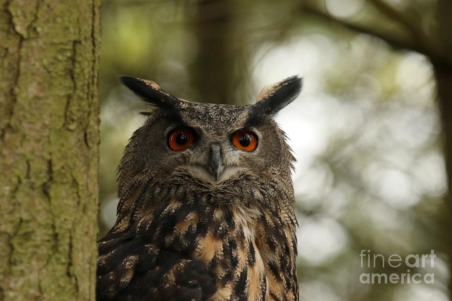 Beautiful Eurasian Eagle Owl Photograph by Heather King