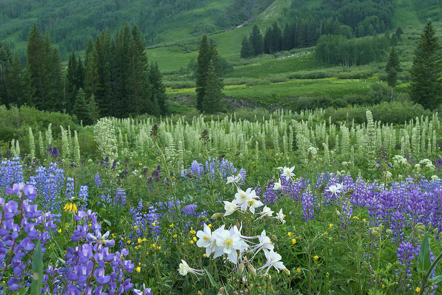 Beautiful Evening Mountain Wildflowers Photograph by Cascade Colors