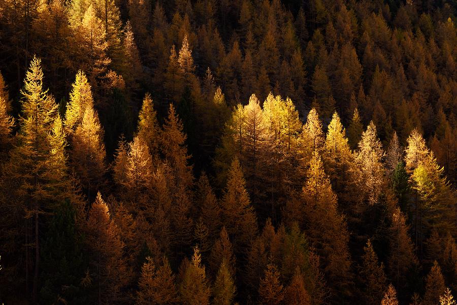 Up Movie Photograph - Beautiful Evergreen Forest With Larch by Ivan Kmit