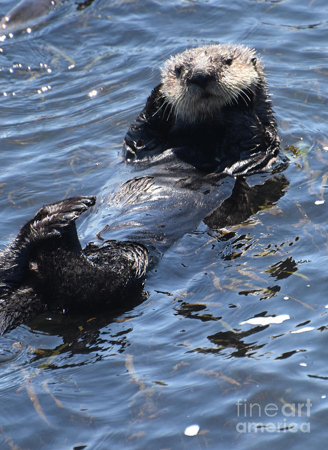 Beautiful Face of a Sea Otter on His Back in California Photograph by ...