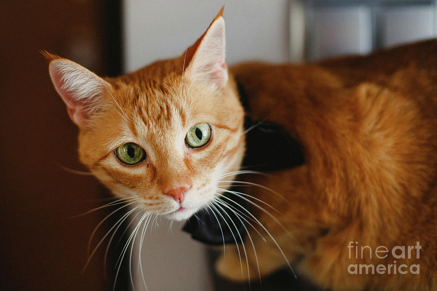 Beautiful face orange cat  looking at camera. Photograph by Joaquin Corbalan