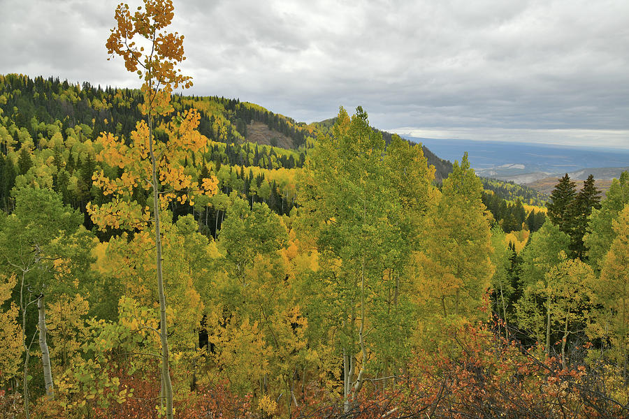 Beautiful Fall Color along Owl Creek Pass Road Photograph by Ray Mathis