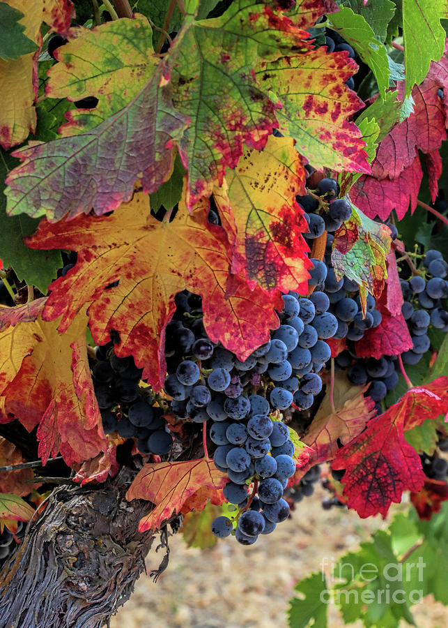 Beautiful Fall Colored Vineyard with Grapes Photograph by Stephanie Laird