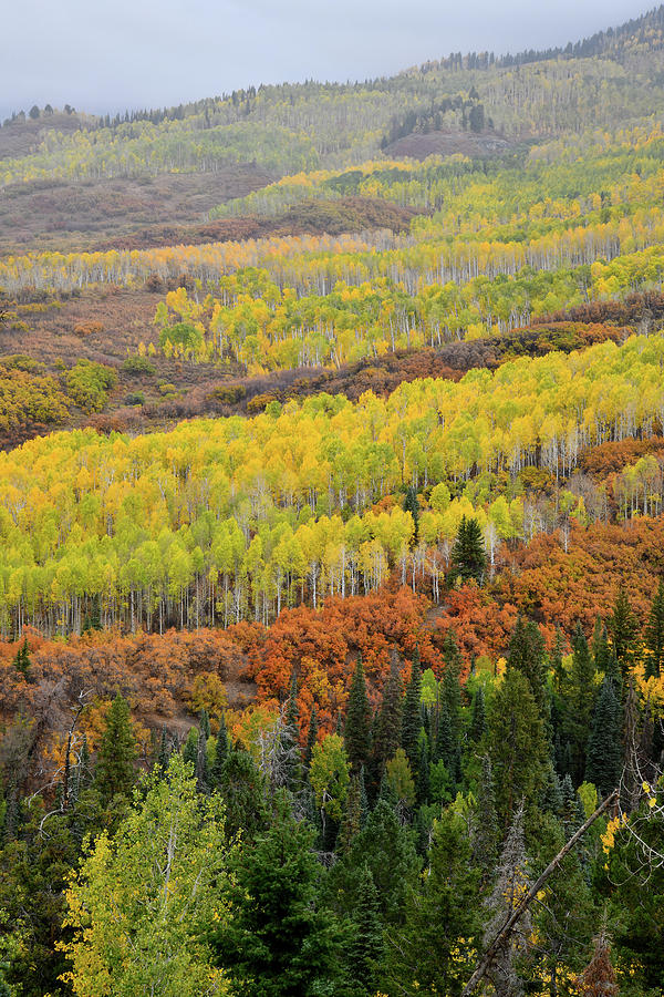 Beautiful Fall Colors along Owl Creek Pass Road Photograph by Ray Mathis