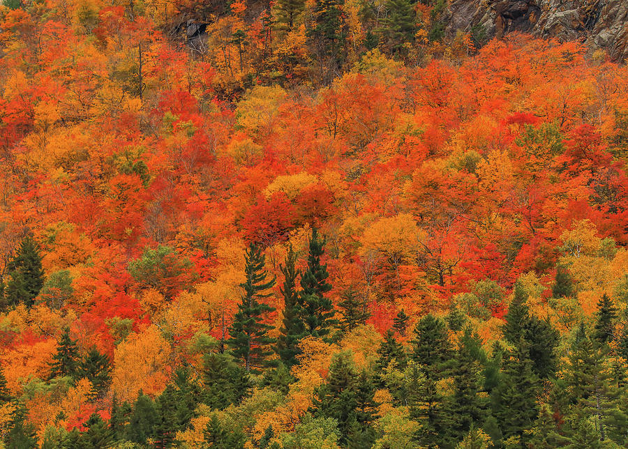 Beautiful Fall Foliage In New Hampshire Photograph by Dan Sproul