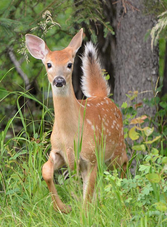 Beautiful Fawn Photograph by Roxanne Distad - Fine Art America