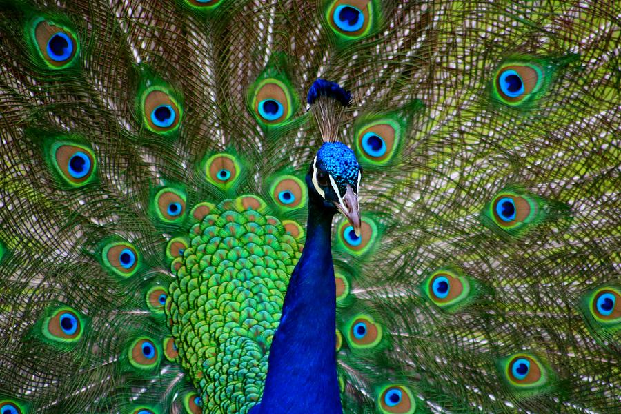 Beautiful feathers of a peacock  Photograph by LaDonna McCray