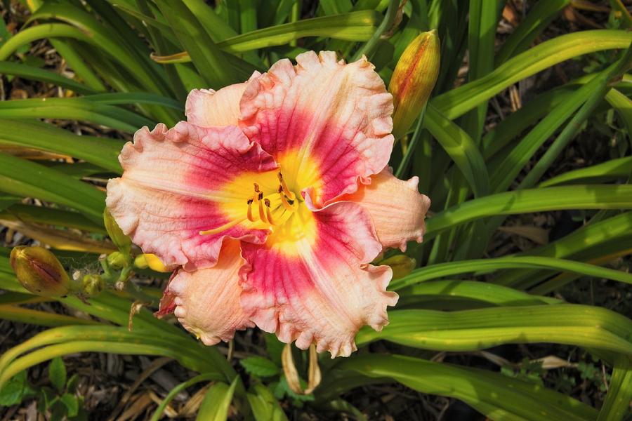 Daylily with yellow surrounded by red circle. by Timothy Pinckard Daylily with yellow surrounded by red circle. by Timothy Pinckard