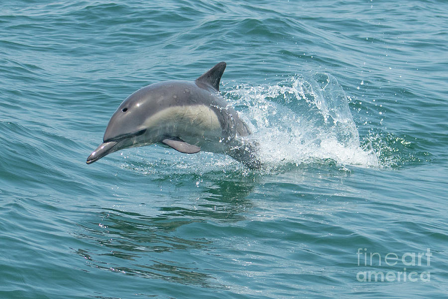 Beautiful flying Common Dolphin Photograph by Loriannah Hespe