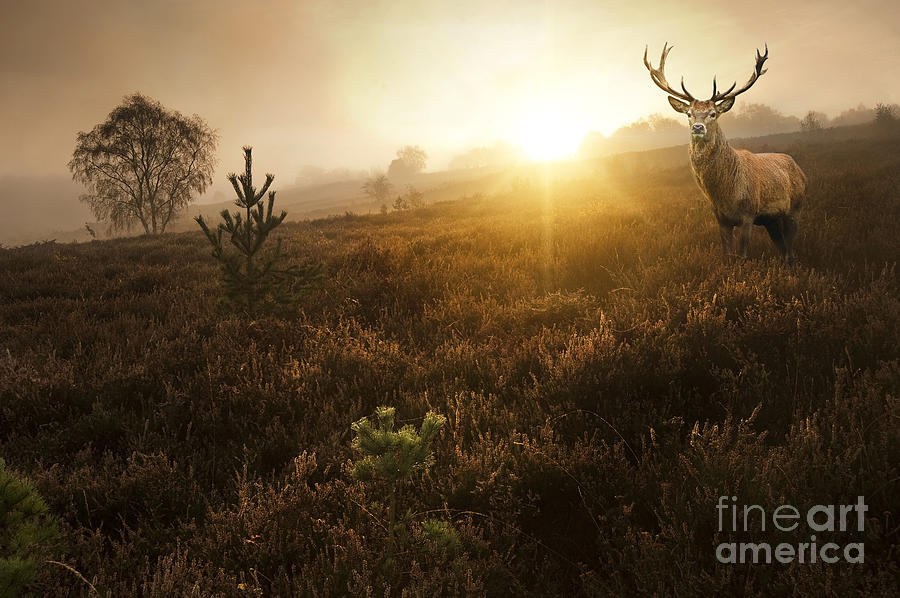 Atmosphere Photograph - Beautiful Forest Landscape Of Foggy by Matt Gibson Atmosphere Photograph - Beautiful Forest Landscape Of Foggy by Matt Gibson