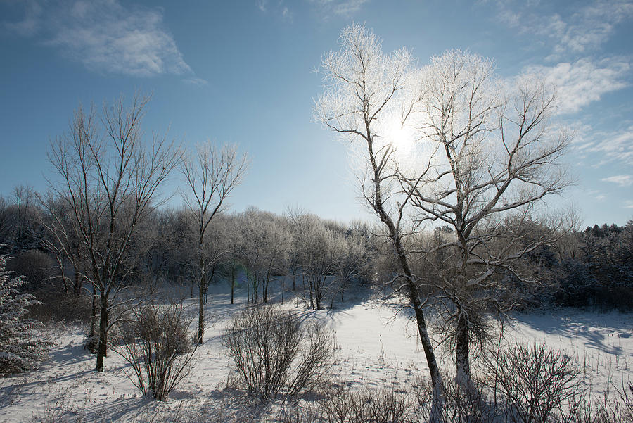 Beautiful Frost Covered Trees On Winter Morning In Minnesota Photograph by Cavan Images