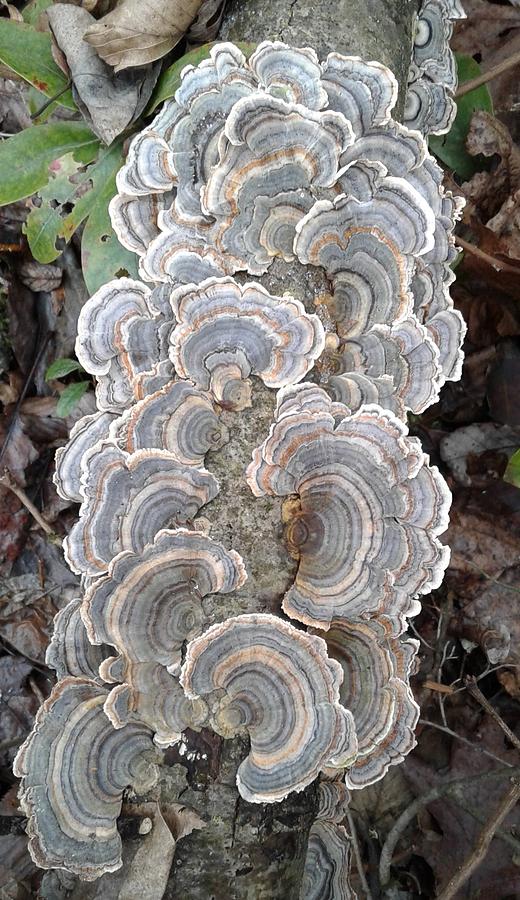 Beautiful Fungus Photograph by Lori Rabuck - Fine Art America