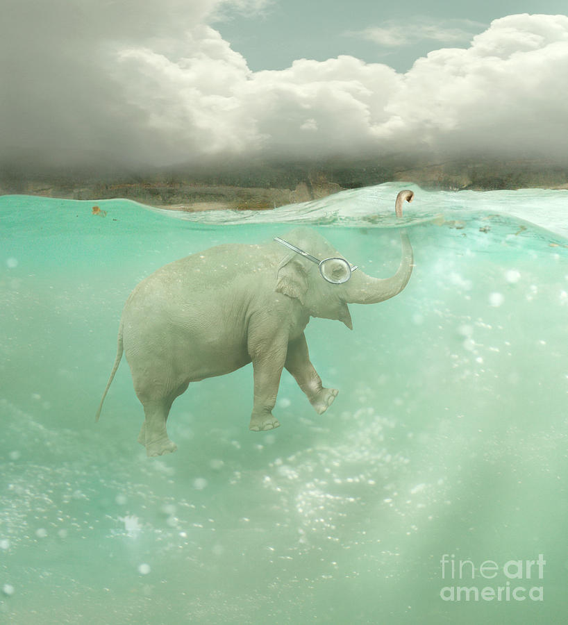 Fantasy Photograph - Beautiful Funny Elephant Swimmer by Valentina Photos Fantasy Photograph - Beautiful Funny Elephant Swimmer by Valentina Photos