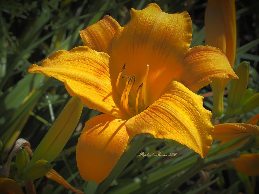 Beautiful Golden Day Lily Photograph by Richard Thomas