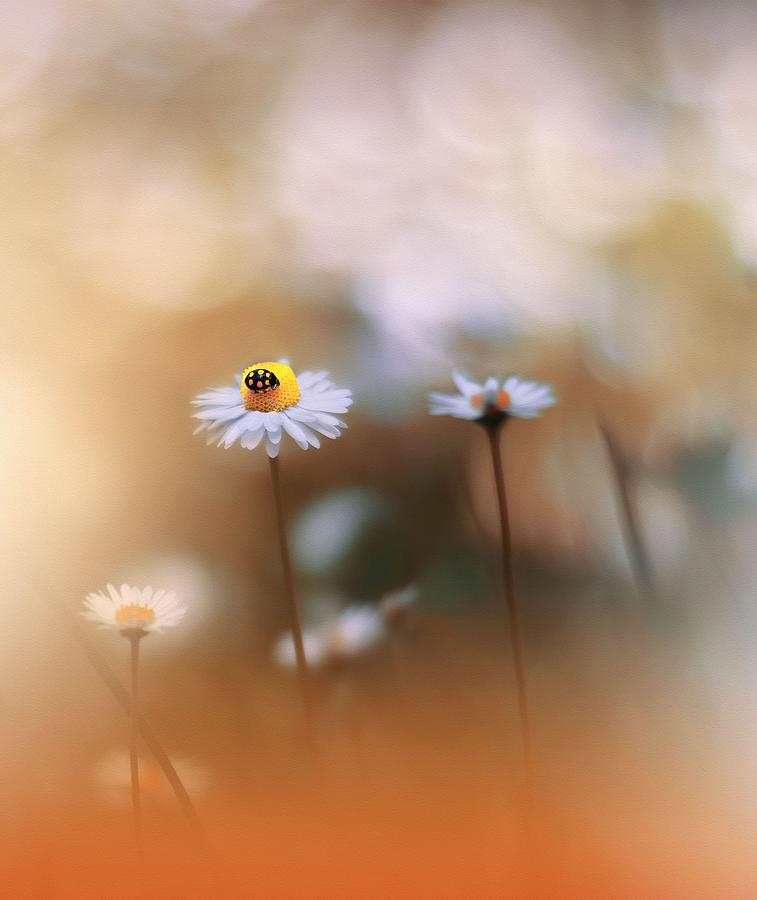Ladybug Photograph - Beautiful Golden Textured Nature by Juliana Nan