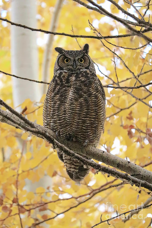 Beautiful Great Horned Owl in Autumn Tree Photograph by Carol Groenen