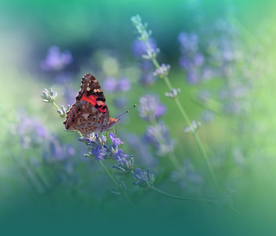 Butterfly Photograph - Beautiful Green Nature by Juliana Nan