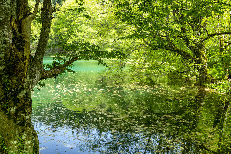 Beautiful Green Photograph by Pelin Genc