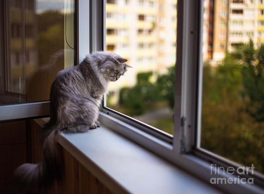 Beautiful Grey Cat Sitting Photograph by Lkoimages | Pixels